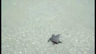 Caretta Caretta The Sea Turtle Song [upl. by Newlin]