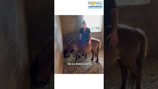 Willow the pregnant Shetland pony at Tradewinds Park shorts wildlife horse pony [upl. by Eiuqnimod228]