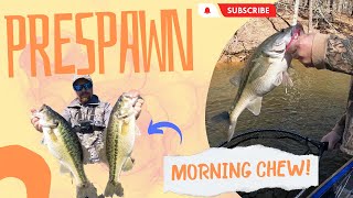 PreSpawn Spotted Bass  March  Lake Lanier [upl. by Ennis]