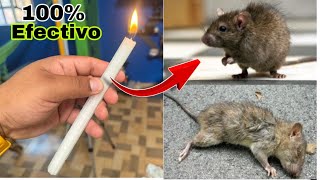 El Mejor Remedio Casero contra Ratones 🐀🚫 El Profeturo [upl. by Hamel]