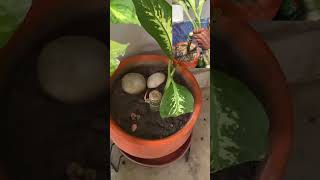 Cuttings update of dieffenbachia trending gardening youtube youtube [upl. by Riebling]