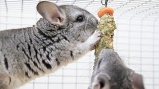 Chinchilla STICK TREAT [upl. by Ateval]