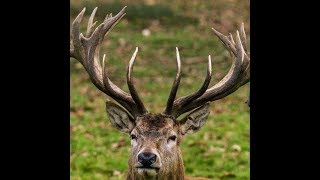 BEAUTIFUL BARASINGHA HD [upl. by Pros]