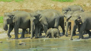 The mother elephant and her relatives protect the newborn baby elephant [upl. by Epillihp531]