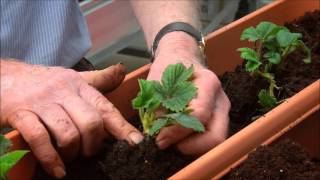 How to Grow Strawberries in a Planter [upl. by Specht]