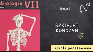 Biologia 7 Lekcja 7  Szkielet kończyn [upl. by Jazmin]