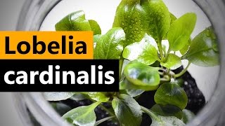 Lobelia Cardinalis planting Emersed Aquarium plant [upl. by Nalak]