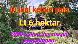 di jual kebun pala 2000 pohon [upl. by Sabu119]