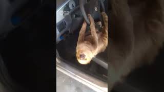 Driver Finds Sloth Hanging From Steering Wheel In Brazil  10 News First [upl. by Georgiana833]