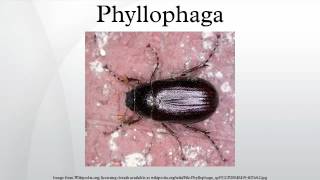 Phyllophaga [upl. by Eeznyl77]