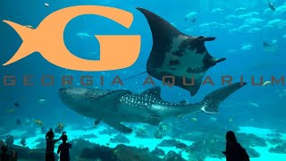 Georgia Aquarium Tour amp Review with The Legend [upl. by Hillery]