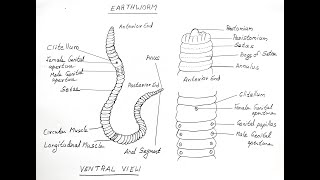 EARTHWORM DIAGRAM FOR CLASS 11 BIOLOGY [upl. by Noet]