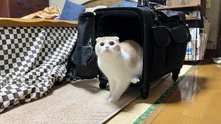 生まれて初めて祖母の家にやってきた猫の反応がかわいすぎました笑 [upl. by Obara]