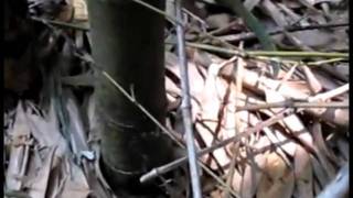 How and When to Cut Bamboo Poles [upl. by Ynamreg798]