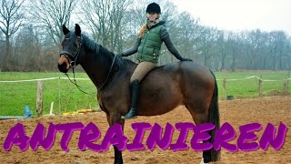 Trainingstagebuch  I Faltonyano reiten I Pferd antrainieren [upl. by Sedaiuqlem]