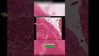 Exploring Simple Columnar Epithelium shorts anatomy histology medstudent medicine [upl. by Gnoy982]