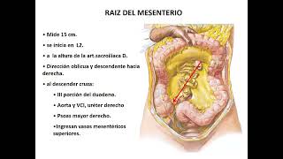 Anatomía PERITONEO  Abdomen 1  SOCIBASF  UNMSM [upl. by Nahaj]