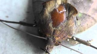 🐝 Giant Japanese Moth  Order Lepidoptera  Real Japan Monsters [upl. by Ceevah]