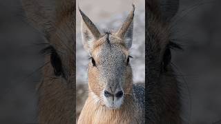 Patagonian Mara  A True Marvel of the Animal Kingdom shorts [upl. by Trocki]