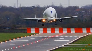 Airbus BELUGA Fantastic CROSSWIND Landing  A300600ST Beluga Plane Spotting at Hawarden Airport [upl. by Pevzner]