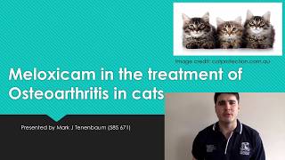 Meloxicam in the treatment of Osteoarthritis in cats [upl. by Anoirb]