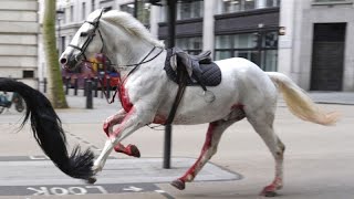 Vários cavalos militares correm à solta em Londres e ferem quatro pessoas [upl. by Ettelocin]