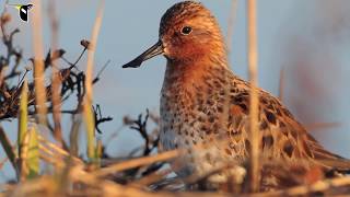 Spoonbilled Sandpiper Breeding Season [upl. by Eckhardt335]