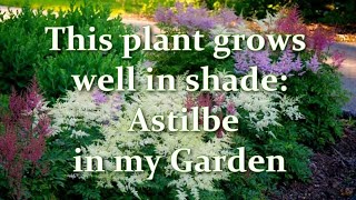 How Im Planting and Growing Astilbe in my Garden Astilbe varieties  Alexas Garden [upl. by Ahsauqram]