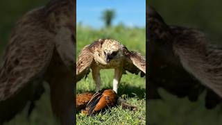 Changeable Hawk Eagle fly down hunt a big hen on the ground for their food very fast eaglehunting [upl. by Sinoda]