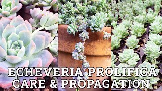 Echeveria Prolifica Care amp Propagation [upl. by Brufsky]