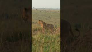 Lion kills a buffalo explorewildlifeafricaadve917 [upl. by Drye]