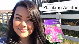 How To Grow Astilbe From Bare Roots 💚 Gardening [upl. by Enomyar578]