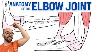 Anatomy of the Elbow Joint [upl. by Packton]