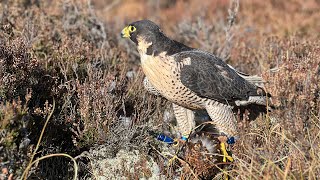 Falconry Grouse hawking with peregrine over pointer in the Scottish highlands [upl. by Monsour]