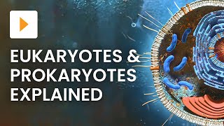 Prokaryotic vs Eukaryotic Cells  High School Biology [upl. by Alledi]