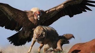 Top 10 Biggest Birds in The Worldtop 10 biggest birds in the world [upl. by Mcdonald]