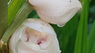 ReproduccionFlor del espiritu SantoPeristeria elata Las plantas de Norma🕊️🕊️🕊️ [upl. by Ydurt]