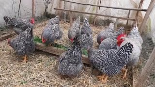 amrock chicken  amrock chicken breed 🐓🐓🐓 [upl. by Ylrehc]