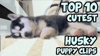 TOP 10 CUTEST HUSKY PUPPY VIDEOS OF ALL TIME [upl. by Yrret]