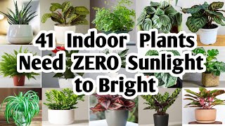 41 Indoor Plants need Zero sunlight to bright  Plant and Planting [upl. by Dimitry]