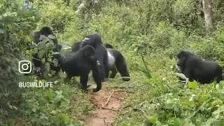 Gorilla Trekking  Bwindi Impenetrable National park [upl. by Illoh623]