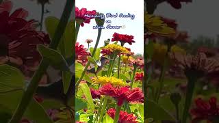 Humming Bird feeding on Zinnia flower🌼 flowers zinnia hummingbird [upl. by Georgi]