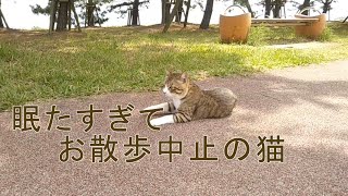 だいまろ 眠たすぎてお散歩やめちゃった猫 Vlog013 [upl. by Pickford]