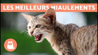 Meilleures VIDÉOS de CHAT QUI MIAULENT🐱🐾 Chat qui MIAULE en colère heureux et drôle [upl. by Ethelyn]