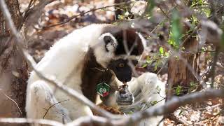 Lemur refuses to share [upl. by Adnilra]