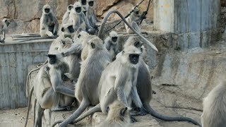 Langur Monkeys Fighting  Monkeys Playing  Monkey Fight  Monkey Fighting  Langoor Bandar Jhagda [upl. by Constancia606]