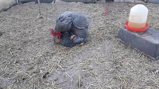 Poultry breeding amrock chicken [upl. by Taddeo46]