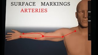 Surface Anatomy of Upper Limb  Surface Marking of Axillary Brachial Radial and Ulnar Arteries [upl. by Nireil117]