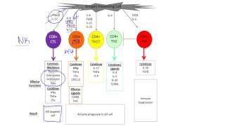 Th cell subsets [upl. by Terina]