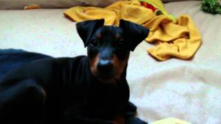 German pinscher Deutscher Pinscher Elton 15 Wochen 4MP4 [upl. by Hennessy]